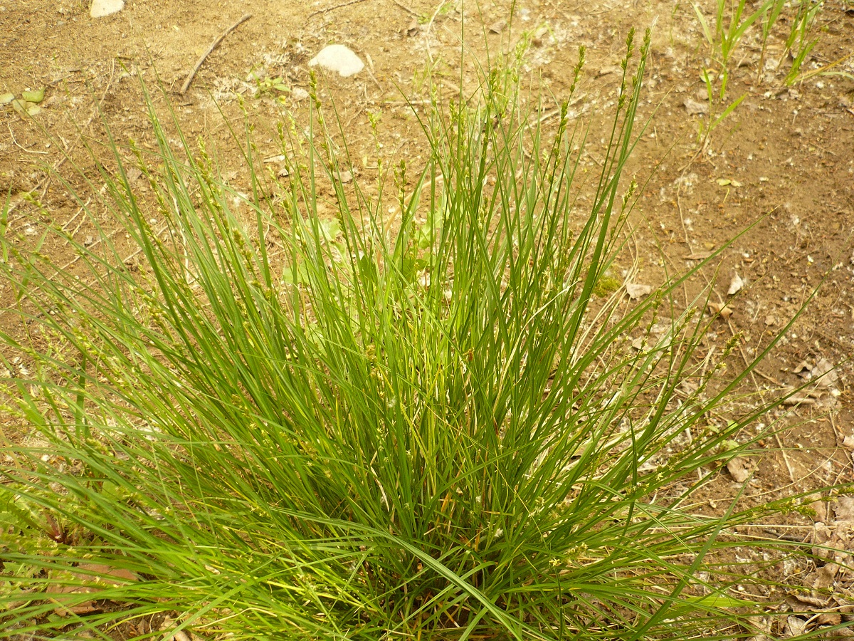 Carex leersii (Cyperaceae)
